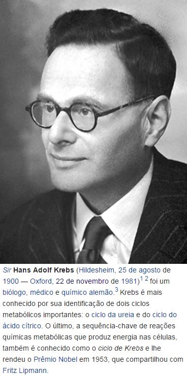 Hans_Adolf_Krebs-vert