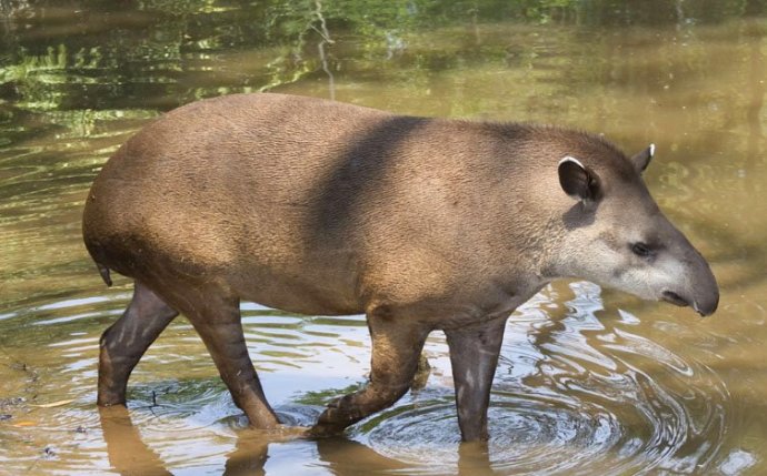 anta-tapir