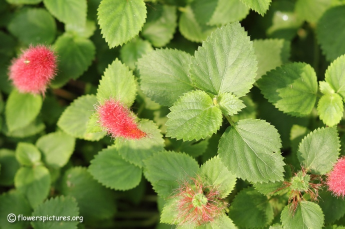acalypha-reptans-leaves_7