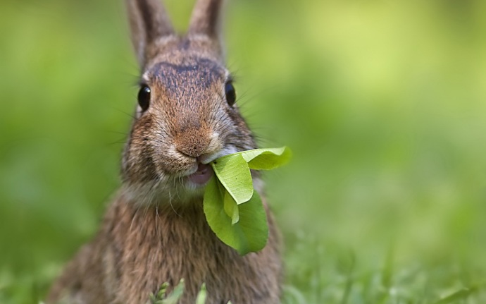 1440_Rabbit-Eats