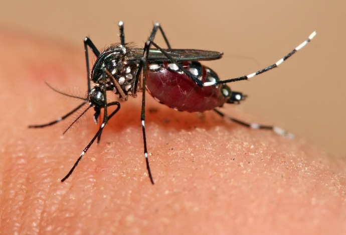 Aedes_aegypti_feeding