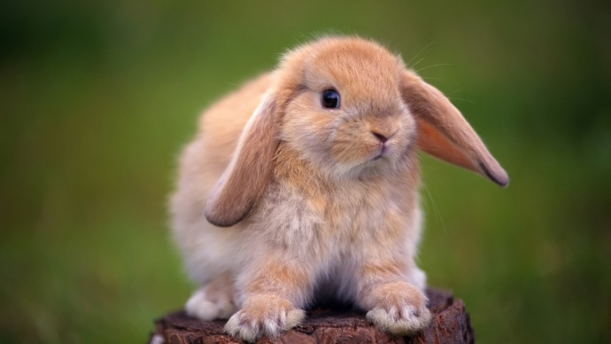 Cute-rabbit-standing-on-a-tree-stump_1920x1080
