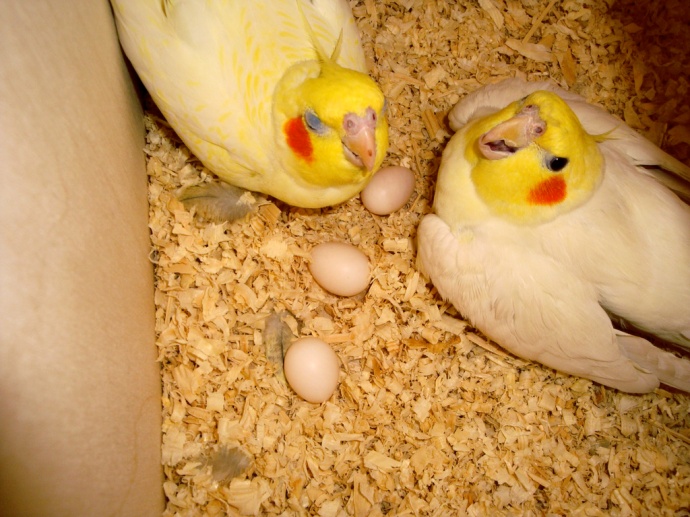 Cockatiels_in_the_Nesting_Box