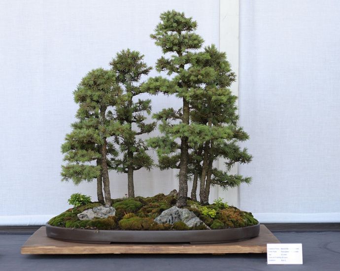 1024px-Black_Hills_Spruce_bonsai_forest_planting,_July_13,_2008