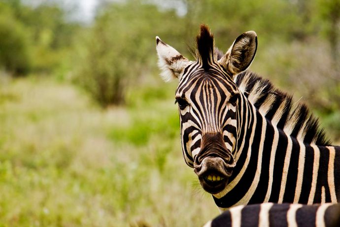 1024px-Zebra_in_South_Africa