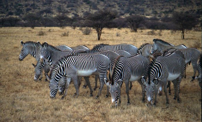 1280px-Samburu_Grevy's_zebra