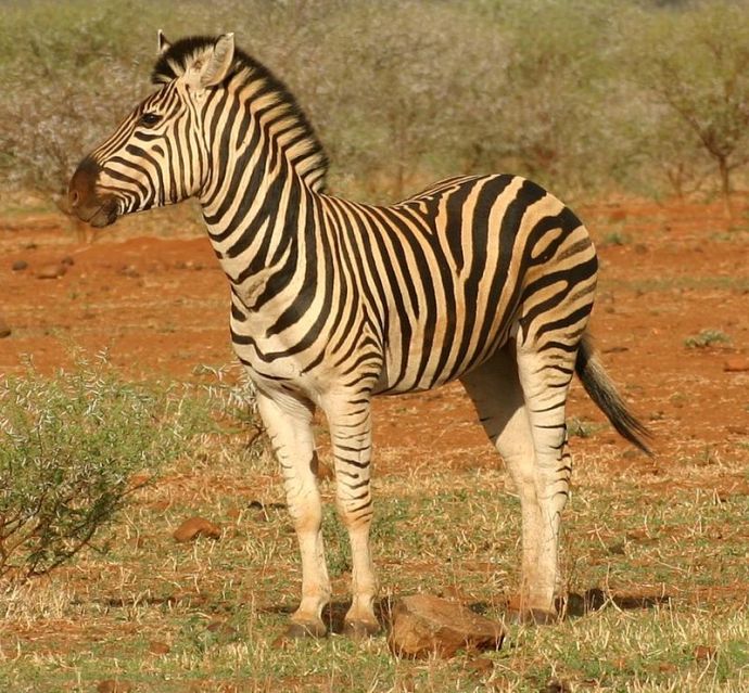 800px-Zebra_standing_alone_crop