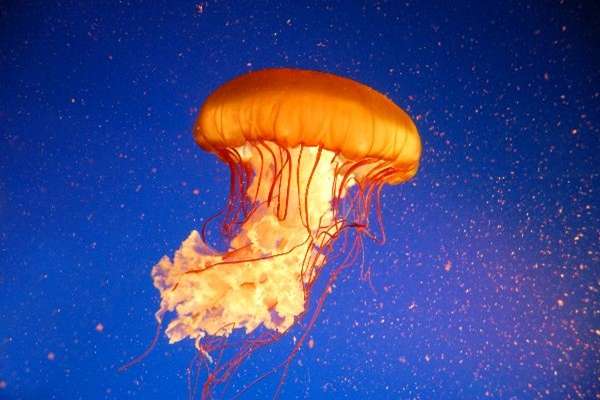 Cuanto-vive-una-medusa
