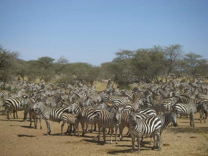 Zebraer_i_Serengeti